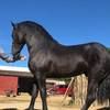 gallogallo